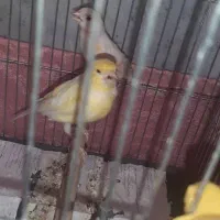 قناری ماده|پرنده|اصفهان, سودان|دیوار