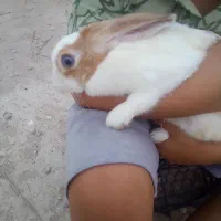 خرگوش