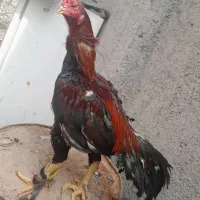 اردک وخروس لاری وجوجه لاری