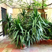 گیاه بسیار زیبا مخصوص ویلا و باغ شما