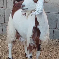 بز ناب