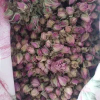 غنچه گل محمدی خشک شده