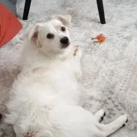 اشپیتز میکس|سگ|لاهیجان, کوی زمانی|دیوار