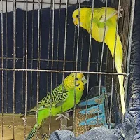 فروش دوجفت مرغ عشق و دوعدد فیشر|پرنده|رشت, جماران|دیوار