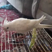 گمشدن عروس هلندی