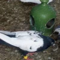 نر سینه ای سیاه نرکله سیاه نرسینه ای سرخ