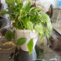 گلهای  هیدروپونیک شده