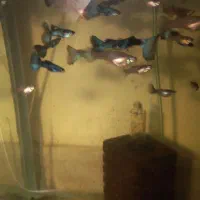 گوپی بلو مسکو وارداتی