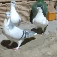 کود کبوتر