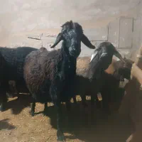10 راس گوسفند جوان