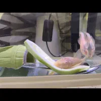 لوازم منزل جارو برقی|ماهی|رودهن, |دیوار