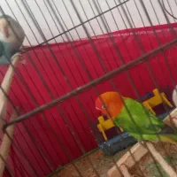 طوطی برزیلی