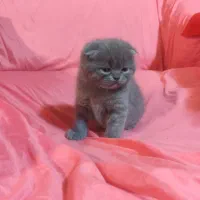 گربه های اشرافی|گربه|چهاردانگه (تهران), |دیوار