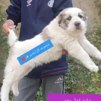 توله خوب سگ آلابای نر و ماده فی مناسب