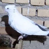 ماده دمبی|پرنده|بهبهان, |دیوار