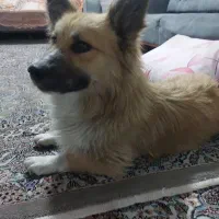 سگ پیداشده