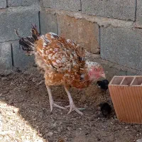 بره ومرغ|حیوانات مزرعه|چاه مرید, |دیوار