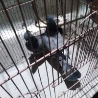 حدود۷تاجفت کفتر پرشی