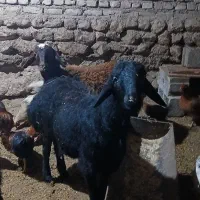 سه عدد قره قزل