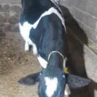 گاو|حیوانات مزرعه|انگوت, |دیوار