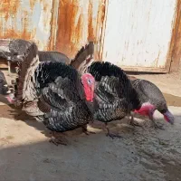 دو بوقلمون نر پنج بوقلمون ماده