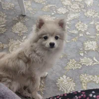 سگ پامر نر ۵ماهه|سگ|ساوه, |دیوار