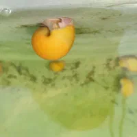 جشنواره فروش حلزون و ماهی گوپی ( نژاد سیب)