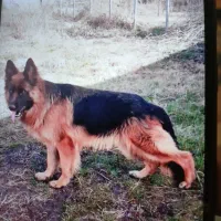 سگ ژرمن شولاین ماده