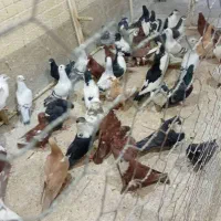 بارجدید رسید|پرنده|اردکان, |دیوار