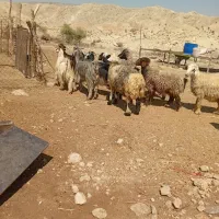 تیشتر و بره|حیوانات مزرعه|دوگنبدان, |دیوار