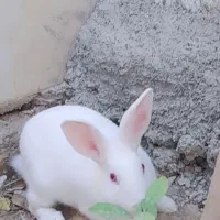 خرگوش سفید چشم قرمز|موش و خرگوش|کازرون, |دیوار