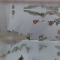 ماهی گوپی حراج شد قیمتی که میخواهید بخرید|ماهی|نیشابور, گنبد سبز|دیوار