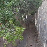 فروش مرغ محلی