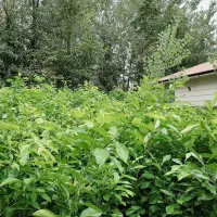 نهال نارنج سالم ، قوی ـ مستقیم از تولید کننده