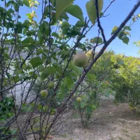 ویلا۱۳۵۰ متر/کوچه باغ گل ها/شمس اباد