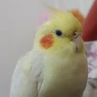 عروس هلندی گمشده محدوده مینودر