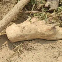 خرید و فروش انواع چوب مرکبات وغیره بابهترین قیمت