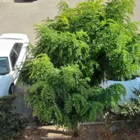 فاز هفت|فروش آپارتمان|هشتگرد, شهرک پارسیان|دیوار