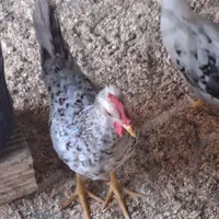 خروس بومی