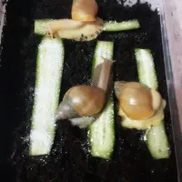 ح ل ز و ن(حلزون)|خزنده|بیرجند, |دیوار