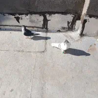 یک جفت سیاه بدون عیب وایراد قیمت جفتی 1300