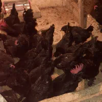 خروس مرندی بالغ|حیوانات مزرعه|ساری, |دیوار