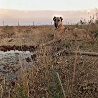 گمشده یابندع شیرنیش محفوظه