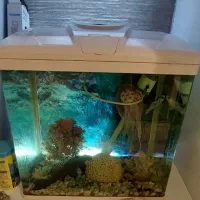 اکواریوم|ماهی|تهران, میرداماد|دیوار