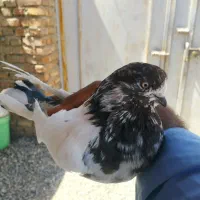 کفتر کله برنجی نوک کوتاه