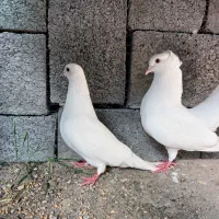 جفت کفتر سفید پاک