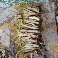 کنگر مرتب بدون خار