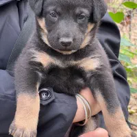 توله ژرمن شپرد|سگ|رحیم‌آباد, |دیوار