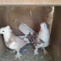 کبوتر هما کاکلی|پرنده|تهران, بازار|دیوار