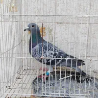 کبوتر پلاکی ثبتی